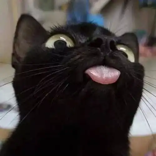 这只伸舌头的猫,真是嚣张,仔细看还有点萌