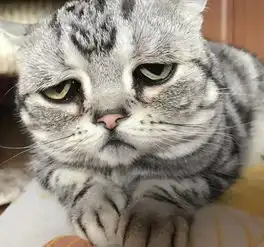 谁欺负了这只小喵喵,一脸的悲伤,看着好惹人疼