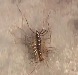 这是什么虫子怪恶心的在我旁边在线等