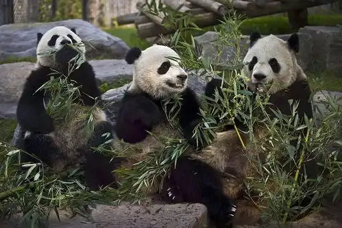 卖萌征服世界,围观海外大熊猫的幸福生活每日影像