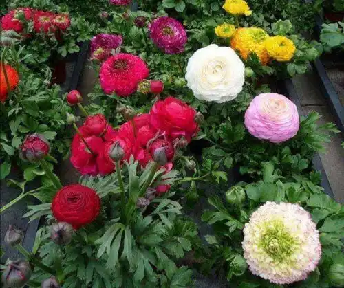 养芹菜花,做好这几件事,开花艳丽多姿,花形似牡丹