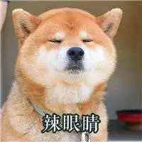 柴犬可爱图片头像图片微信头像图片大全