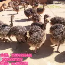 黄页88网