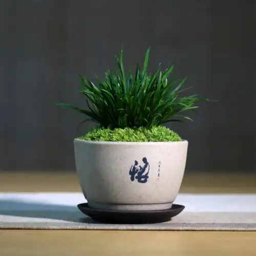 菖蒲,耐苦寒,安淡泊,花草四雅