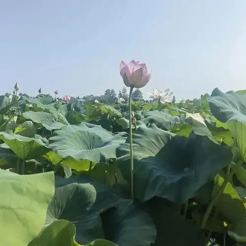 爱莲六月胜春花,荷花盛开的信阳市平桥区五里镇邀您到来