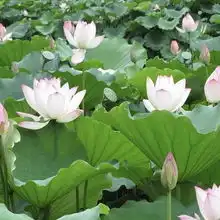 2019三山岛门票,三山岛三山岛游玩攻略,三山岛游览攻略路线地址门票价格