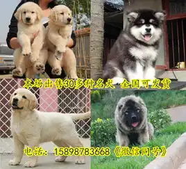 吕梁离石金毛犬哪里有卖的金毛价格