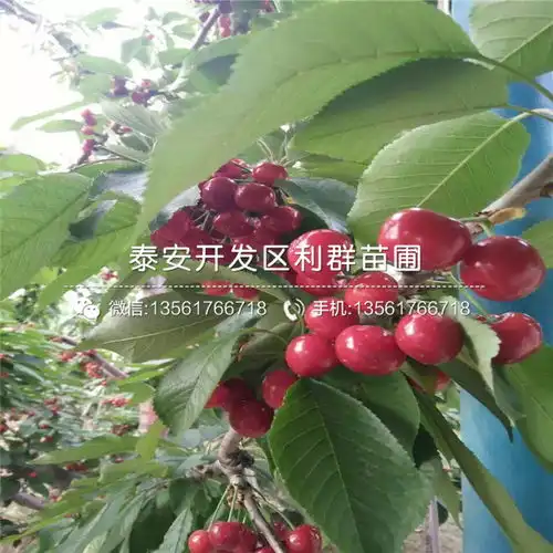 红玛瑙樱桃树苗基地红玛瑙樱桃树苗批发价格多少-黄页88网