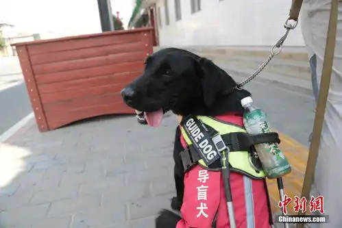 导盲犬亮相西安地铁站首只即将免费交付盲人使用