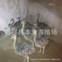 山东鸵鸟养殖基地小鸵鸟可以在贵州养殖吗脱温鸵鸟苗多少钱一只图片大全嘉祥县本忠养殖场