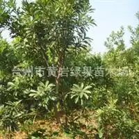东魁杨梅树4年生黄岩东魁杨梅苗杨梅树欢迎来电订购