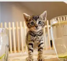 还在为养猫还是养狗纠结现在不用着急了,一条图文告诉你答案