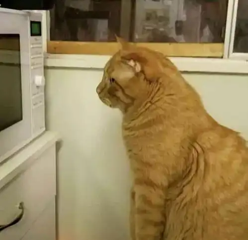 橘猫坐微波炉前不走了,主人凑近一看,橘猫我好美看醉了