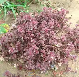 鸢尾玉簪剑麻迎春花