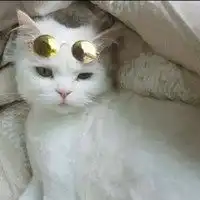 微信动物头像萌宠小猫微信头像图片大全