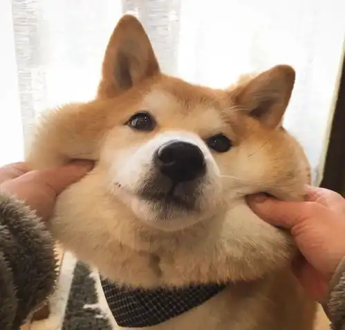 收集站