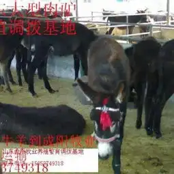 供应肉驴,德州驴,关中驴,佳米驴,河南毛驴供应商山东成阳牧业牛羊繁育调拨基地34667
