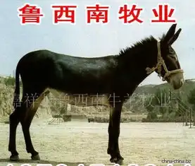 三粉驴育肥驴肉驴驴驹活毛驴