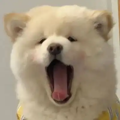 搞怪可爱萌宠狗狗头像