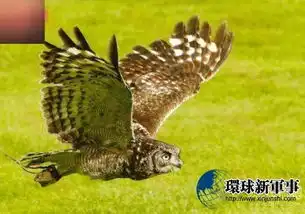 人类简直弱爆了看看这15种拥有超能力的动物