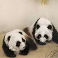 熊猫头像真实可爱图片贱萌熊猫qq头像大全