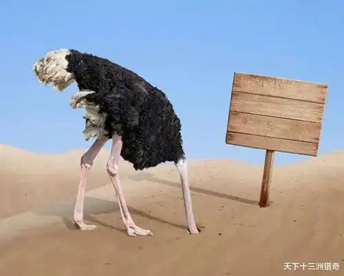 鸵鸟不是傻鸟,埋头躲避天敌是谣传,一天埋头4000次的鸵鸟在干啥