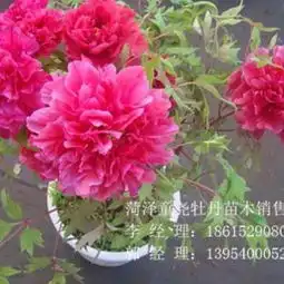 观赏牡丹价格优质观赏牡丹苗批发供应商菏泽市牡丹市童尧牡丹苗木销售中心