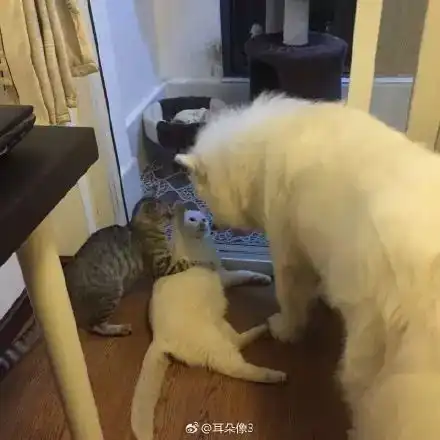 当家里新来了一只猫以后,主子的反应让人喷饭