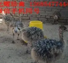 黄页88高清图片