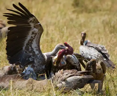 愚人节vs国际爱鸟日,这些鸟事你知道多少