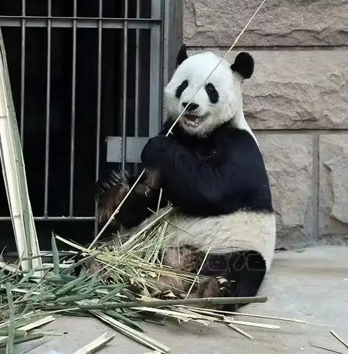丫丫回家,北京动物园大熊猫全家福更新