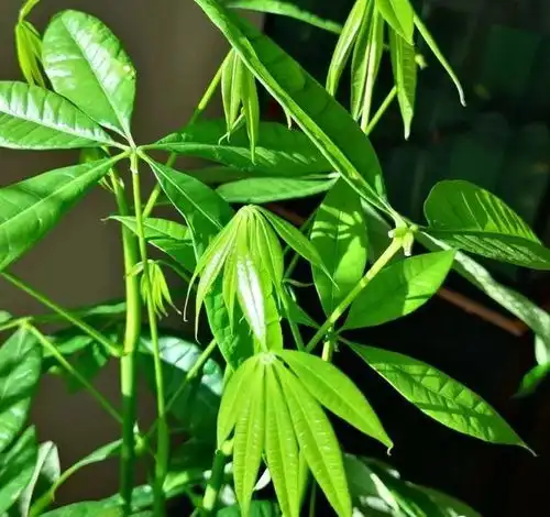 养花就养6种花,能招财,能纳福,贵气更健康