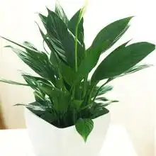 武汉市洪山区云江园艺经营部