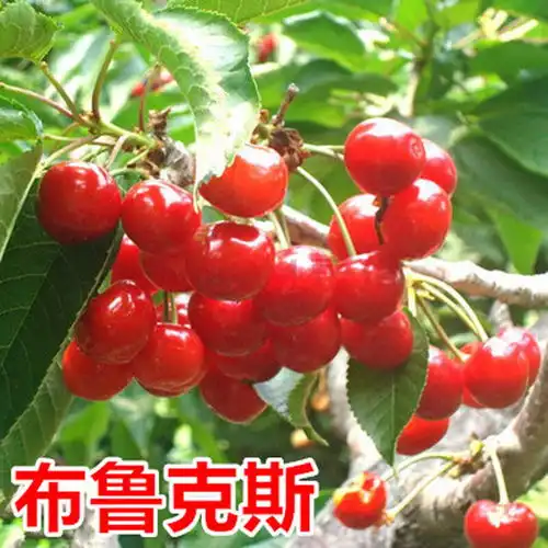 樱桃苗哪家好黄鸣2年樱桃苗多少钱一棵-黄页88网