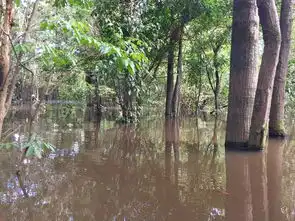 哥伦比亚行亚马逊河热带雨林