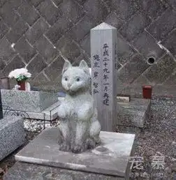 宠慕长见识,有的地方,还有专门的宠物墓地,还会做成标本