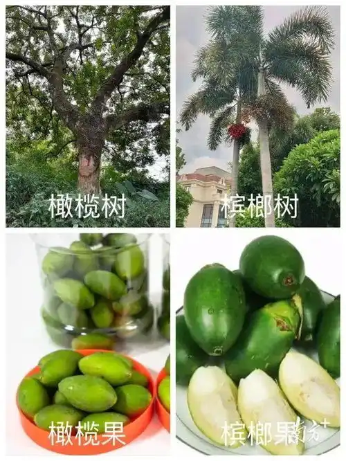 橄榄十问之五在潮汕,为何请客人吃橄榄叫做食槟榔