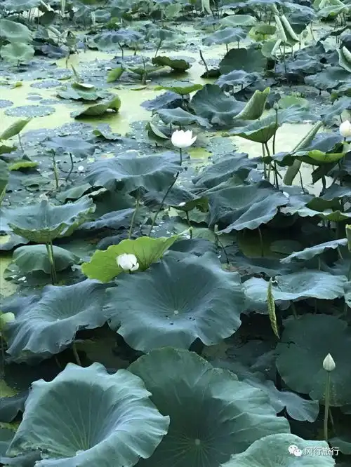 六月中旬成都周边的荷花盛开了寻觅最有特色的荷塘