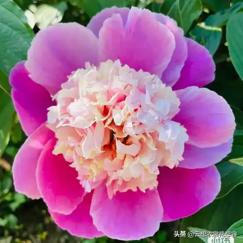 分享图片请友友欣赏,婀娜多姿,花蜜香甜,引得蝶舞的牡丹花