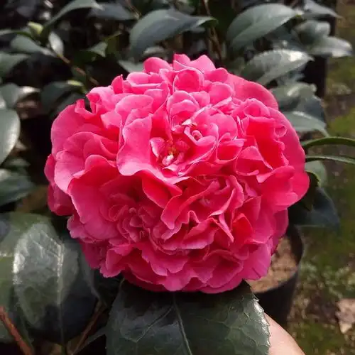 它被誉为红茶花之王,比香水好闻,比牡丹艳丽,花期长达半年