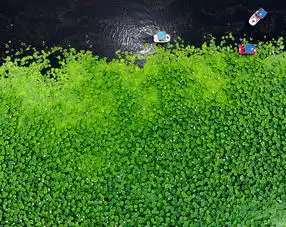 航拍沈阳东湖荷花盛开游船徜徉美景如画