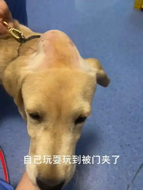 正给我做手术,医生和护士好上了我一脸懵逼哈哈哈哈哈哈哈