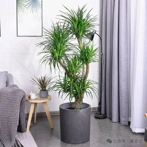 不迷信记住阳台5不放,立马变福宅,阳台再大,也别放这5样绿植阳台上杂物间穿衣镜绿色植物电视背景墙网易订阅