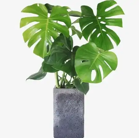 快速去甲醛的小方法有哪些