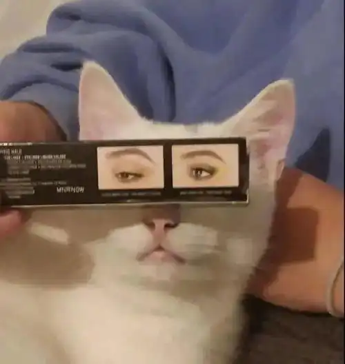 家有萌宠猫咪又是快乐营业的一天