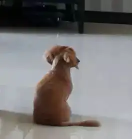 那些因意外必须剃毛的狗
