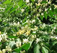 花卉基地金银木迎春花基地千屈菜基地图片,花卉基地金银木迎春花基地千屈菜基地高清图片河北常青苗木基地,中国制造网
