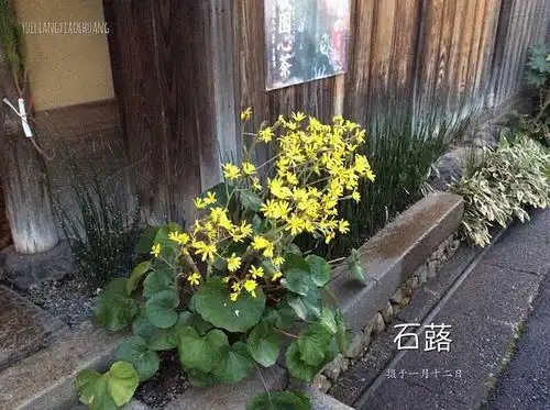 花草木岁时记第七十候款冬华春天来敲门