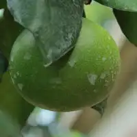 绿色头像图片,好看绿色未成熟的柚子图片