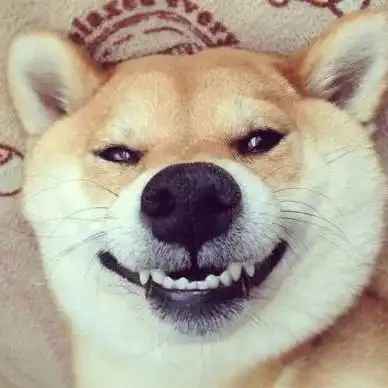 狗子头像快给你的狗子换
